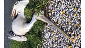 Milas’ta Ak Pelikan Trafik Kurbanı Oldu, Tuzla Sulak Alanında Soruşturma