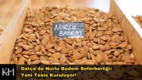 Datça'da Nurlu Badem Seferberliği: Yeni Tesis Kuruluyor!