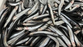 Dalaman'da Taze Karadeniz Bolluğu, İndirimli Fiyatlar!