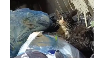 Bodrum’da Çöpe Atılan Kedi Son Anda Kurtarıldı! Tepki Yağıyor