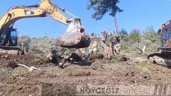 Akbelen'de Anayasal Suç İddiası: Limak ve İçtaş Zeytinleri Söküyor!