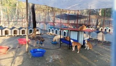 Köyceğiz Belediyesi Barınağına 95 Plastik Kulübe ve 8 Yemlik Kuruldu