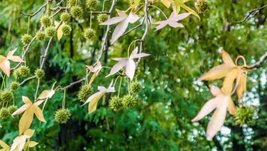 Köyceğiz Sığla Yağı Faydaları ve Kullanım Alanları