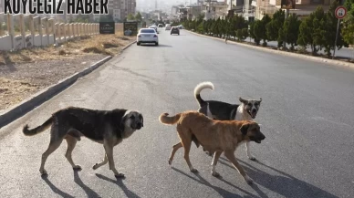 Mamak'ta Hayvan Katliamı İddiası: Belediye Avukatları İnceleme Başlattı