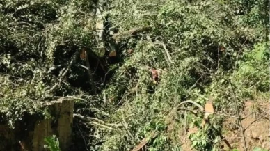 Rize Çayeli’nde Ağaç Kesimi Kazası: Hızır Küçük Hayatını Kaybetti