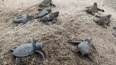 Küresel Isınma Cinsiyet Dengesini Bozuyor