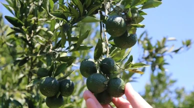 Bodrum Belediyesi’nden Mandalinaya Destek: 12 Ton Alım Gerçekleşti