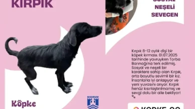 Bodrum’da Sokak Hayvanları İçin Yuvalandırma Platformu Açıldı: Kırpık Yeni Yuvasını Bekliyor