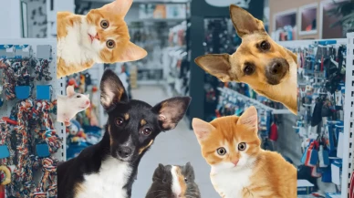 Köyceğiz’de Petshop Nerede? Evcil Hayvan Ürünleri İçin Tek Adres