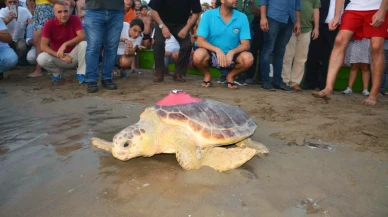 Yaralı Caretta Caretta Tuba, Yıllar Sonra Dalyan’a Döndü: 28 Bin Kilometrelik Yolculuk