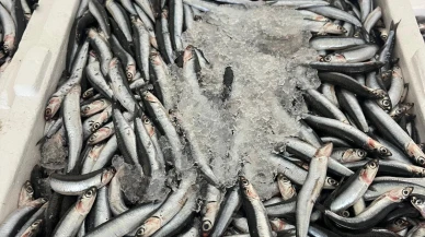 Dalaman'da Taze Karadeniz Bolluğu, İndirimli Fiyatlar!