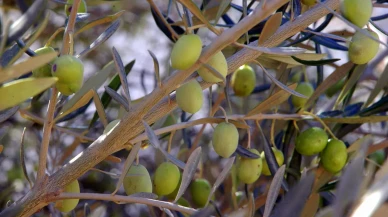 Muğla Büyükşehir Belediyesi’nden Zeytin İhalesi Duyurusu