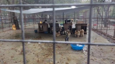 Köyceğiz’de Barınak Krizi! Hayvan Dostları Yardım Çağrısı Yaptı, Tepkiler Büyüyor