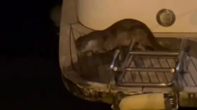 Fethiye'de Su Samuru Görüntülendi: Körfezde Yaşam Sinyali Sevindirdi