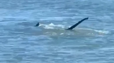 Van Gölü Canavarı Efsanesi Geri Mi Dönüyor? Yeni Görüntüler Tartışma Yarattı