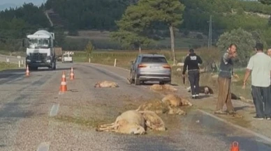 Seydikemer’de Otomobil Koyun Sürüsüne Çarptı: 15 Koyun Telef Oldu