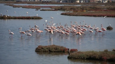 Allı Turnalar Tuzla Sulak Alanı’na Geldi! Milas’ta Flamingo Göçü Başladı