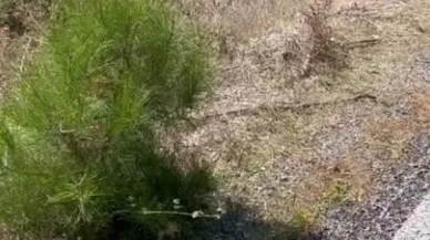 Marmaris Turgut Mahallesi’nde Trafik Kazası! Araç Yol Kenarına Savruldu, Yaralanan Olmadı