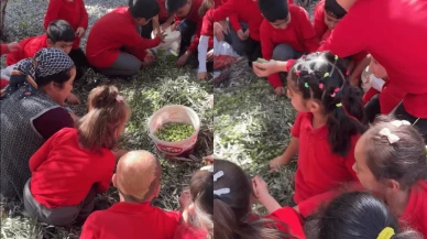 Köyceğiz’de öğrenciler zeytin hasadı yaptı! Demirli İlkokulu’nda Doğa Eğitimi Sürprizi