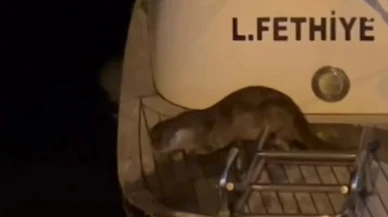 Fethiye'de Su Samuru Görüntülendi: Körfezde Yaşam Sinyali Sevindirdi