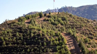 Dalaman’daki Yangın Alanları 6 Yılda Yeniden Yeşerdi