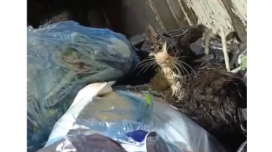 Bodrum’da Çöpe Atılan Kedi Son Anda Kurtarıldı! Tepki Yağıyor