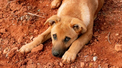 Köyceğiz Ulucami Mahallesi’nde Sokak Hayvanlarına Zehirli Yiyecek Skandalı
