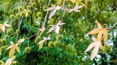 Köyceğiz Sığla Yağı Faydaları ve Kullanım Alanları