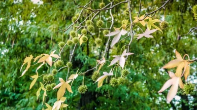 Köyceğiz Sığla Yağı Faydaları ve Kullanım Alanları