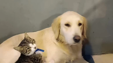 Vanilya, Köyceğiz Tango Pansiyon Civarında Kayboldu (Kayıp Köpek)