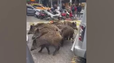 Fethiye'de Aç Kalan Yaban Domuzları Şehir Merkezine İndi