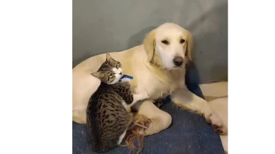 Vanilya, Köyceğiz Tango Pansiyon Civarında Kayboldu (Kayıp Köpek)