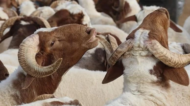 Kurban Bayramı tatili Ne Zaman, 9 gün mü, kaç gün tatil? Bayram tatilinin uzatılması gündemde!