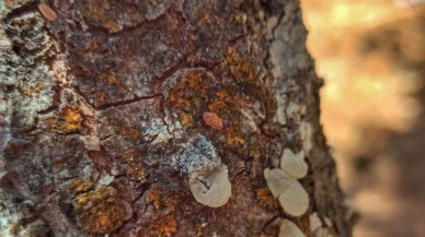 Muğla’da Sakız Hasadı Başladı: Her Ağaç 20 Bin TL Gelir Sağlıyor