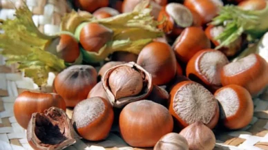 2025 Serbest Piyasa Fındık Fiyatları Açıklandı: İl İl Güncel Rakamlar