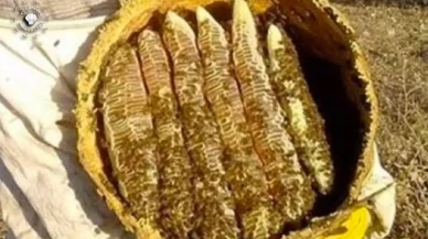 Altından Pahalı ve Hasat Başladı: Kilosu 6 Bin TL, Dubai’den Sipariş Yağıyor