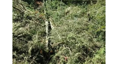 Rize Çayeli’nde Ağaç Kesimi Kazası: Hızır Küçük Hayatını Kaybetti