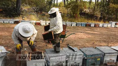 Çam Balında İhracat Hedefi 250 Milyon Dolar Olarak Belirlendi