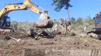 Akbelen'de Anayasal Suç İddiası: Limak ve İçtaş Zeytinleri Söküyor!