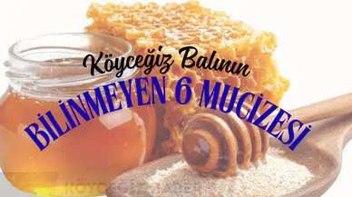 Bağışıklık Sisteminiz İçin Doğal Kalkan: Köyceğiz Balının Bilinmeyen 6 Mucizesi