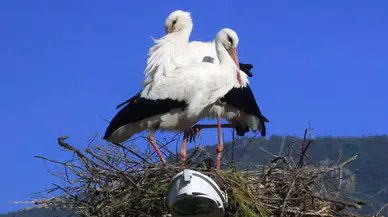 Akçapınar’da Baharın Müjdecisi: Leylekler Yuvalarına Döndü