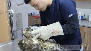 Seydikemer'de Yaralı Şahin Bulundu: Kanadında Kırık Tespit Edildi