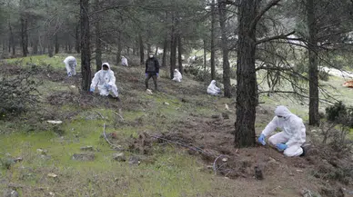 Muğla Ormanlarına Terminatör Böcek: 6 Bin 500 Salım Yapıldı!