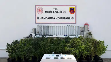 Bodrum'da Dev Uyuşturucu Operasyonu: 56 Kök Kenevir Yakalandı!