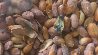 Köyceğiz Pazarı'nda 'Osmaniye Fıstığı' Tuzağı! Ucuz Diye Alanın Midesi Bozuluyor