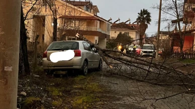 Köyceğiz Ulucami'de korkutan anlar! Dev ağaç otomobilin üzerine böyle devrildi