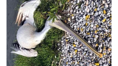 Milas’ta Ak Pelikan Trafik Kurbanı Oldu, Tuzla Sulak Alanında Soruşturma