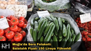 Muğla'da Sera Felaketi: Salatalık Fiyatı 150 Liraya Yükseldi