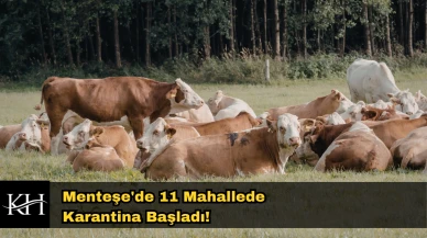 Menteşe'de Şap Alarmı : 11 Mahallede Giriş Çıkışlar Yasaklandı!