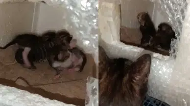 Köyceğiz’de Bahçelerimiz Büyük, Kalplerimiz Dar mı?